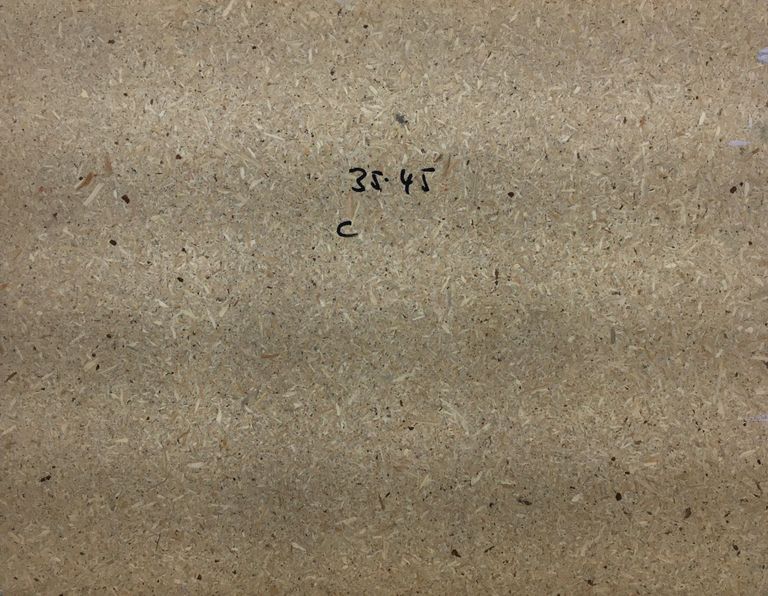 Bizarrer Baum - Rückenakt.